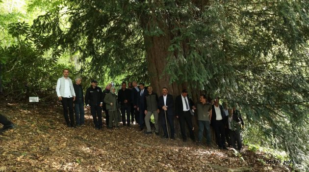 VALİ HACIBEKTAŞOĞLU, 4 BİN 121 YAŞINDAKİ ANIT AĞACI ZİYARET ETTİ